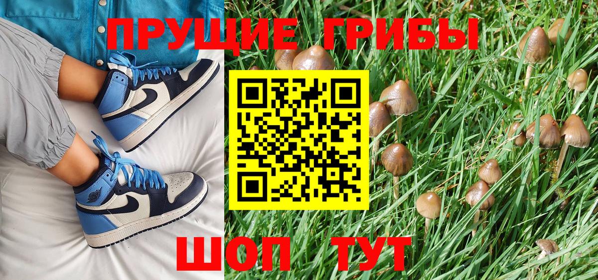 Псилоцибиновые грибы Psilocybe Воркута